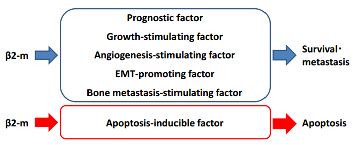 β2微球蛋白（β2-MG）在癌細(xì)胞中的功能
