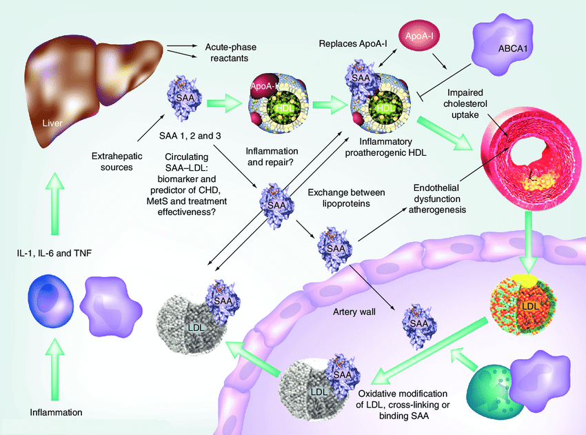 SAA在人體內(nèi)的合成與代謝