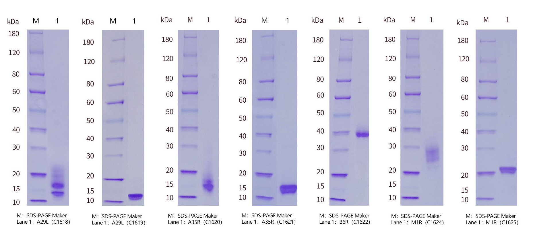 Monkeypox-virus-SDS-PAGE-Makers