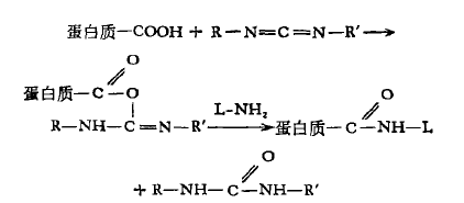 碳二亞胺縮合法 碳二亞胺縮合法