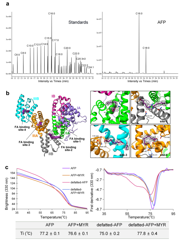 AFP的脂肪酸結(jié)合位點(diǎn)